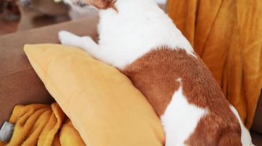 Düşünceli bir Jack Russell Terrier köpeği hoş, şenlikli bir oturma odasından dışarı bakar.