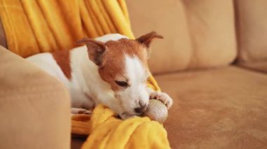 Bir Jack Russell Terrier, parlak bir odada gri bir halıya uzanmış bir topu dikkatle çiğniyor. Köpek oyunları