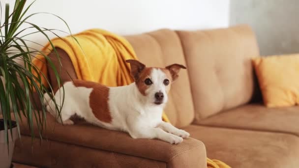 Odpoczynek Jack Russell Terrier Pies Salony Kanapie Spokojna Scena Domowa — Wideo stockowe