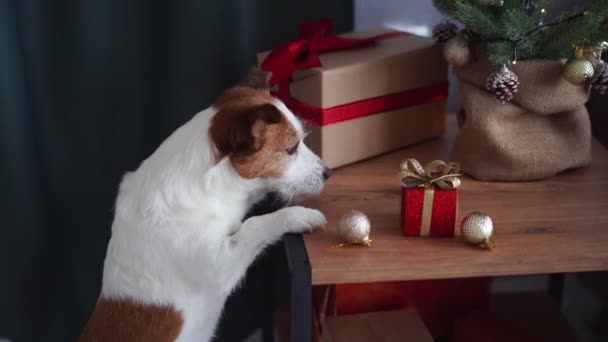 Ciekawy Jack Russell Terrier Pies Sięgając Prezent Urocza Scena Świąteczna — Wideo stockowe