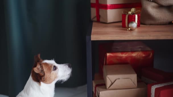 Nyfiken Jack Russell Terrier Hund Sträcker Sig Efter Gåva Charmig — Stockvideo