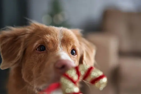 A tender Nova Scotia Duck Tolling Retriever dog glances up, a gift ribbon in mouth, capturing a moment of Christmas anticipation