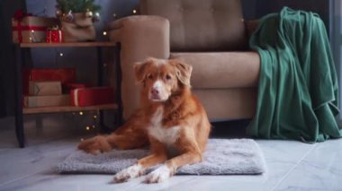 Huzurlu bir Nova Scotia Duck Tolling Retriever, bir halıya uzanır, bir Noel ağacı ve bayram havasını yükselten hediyeler. Sakin köpek tavırları festival sahnesine sıcaklık katar.