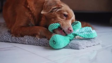 Bir Nova Scotia Duck Tolling köpeği halı üzerinde bir oyuncakla, neşeli bir ortam çevresi var. Özenli bakışları ve sıcacık tatil ortamı bir aile saadeti portresi oluşturuyor.