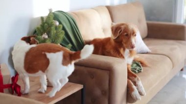 Bir Jack Russell ve bir Nova Scotia Duck Tolling Retriever köpeği aynı kanepeyi paylaşıyor, biri meraklı, diğeri rahat. Evcil hayvan. 
