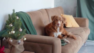 Düşünceli bir Nova Scotia Duck Tolling köpeği bayram sezonunu düşünerek şenlik ağacının yanındaki kanepede dinleniyor.