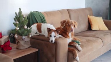 İki köpek, bir Jack Russell ve bir Nova Scotia Duck Tolling Retriever. Kutlama sezonunu sıcacık bir evde kutluyorlar.