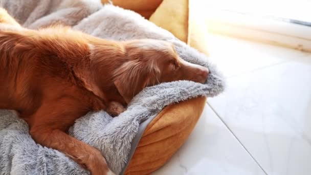 Pato Nova Escócia Tolling Retriever Cão Adormece Pacificamente Enrolado Uma — Vídeo de Stock