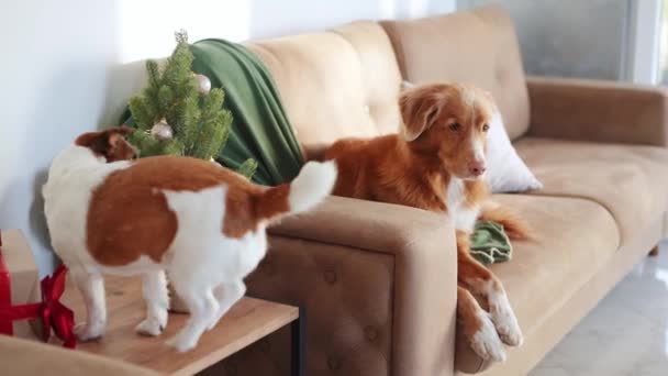 Jack Russell Nova Scotia Duck Tolling Retriever Dogs Share Couch — Stock Video