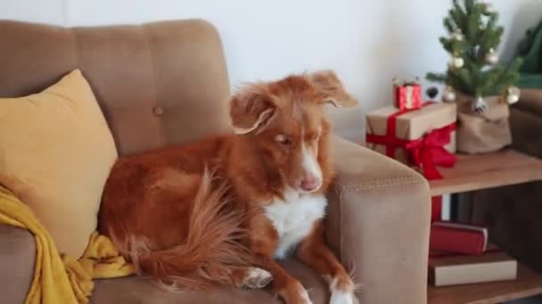 Pies Nova Scotia Duck Tolling Retriever Spoczywa Kanapie Obok Świątecznego — Wideo stockowe