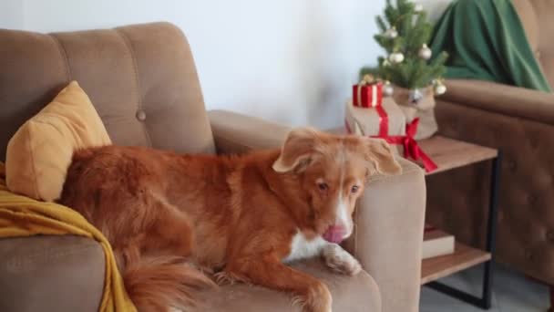 Pensive Nova Scotia Duck Tolling Retriever Dog Rests Sofa Festive — Stock Video