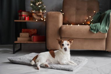 Jack Russell Terrier köpeği, yumuşak gri bir halıya uzanır. Bakışları, şenlikli bir dekor zemininde yumuşak ve düşünceli bir şekilde yatar. Evdeki tatil sezonunun sükunetini simgeler.
