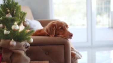 Düşünceli bir Nova Scotia Duck Tolling köpeği bayram sezonunu düşünerek şenlik ağacının yanındaki kanepede dinleniyor.