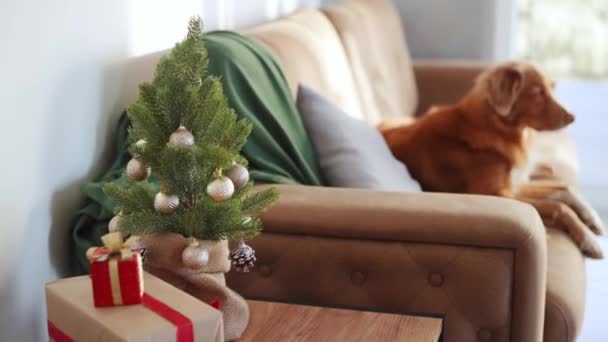 ペンシルベニア州ノバスコシアダックトローリングレトリーバー犬は 休日の季節を熟考して お祝いの木の横にソファーの上に休憩します — ストック動画