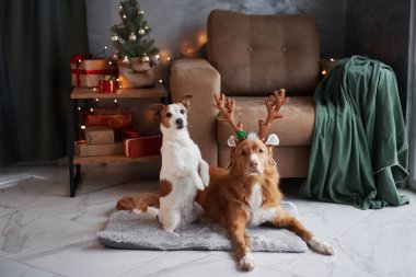 Bir Jack Russell Terrier ve bir Nova Scotia Duck Tolling Retriever köpekleri, Noel kıyafetleri ve dekore edilmiş bir ağaçla dolu samimi bir Noel sahnesini paylaşıyorlar.