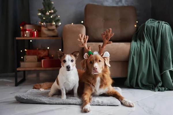 İki köpek, bir Jack Russell Terrier ve bir Nova Scotia Duck Tolling Retriever, sıcak bir tatil ortamında ren geyiği boynuzlarıyla poz veriyorlar.