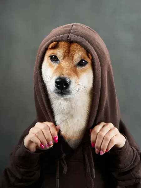 A Shiba Inus dog is gently framed by human hands, showcasing its expressive eyes and attentive demeanor in a studio setting