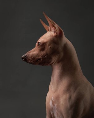 Bir Amerikan Kılsız Teriyer köpeği dikkatle bakar, tüysüz ve canlı kulakları koyu arkaplana vurgulanmıştır. Stüdyoda hayvan 