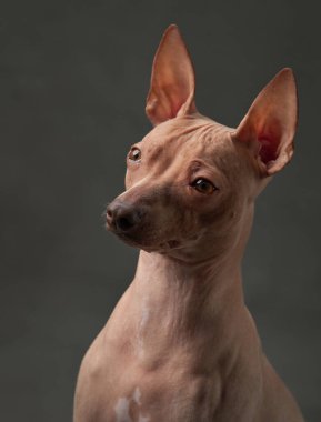 Bir Amerikan Kılsız Teriyer köpeği dikkatle bakar, tüysüz ve canlı kulakları koyu arkaplana vurgulanmıştır. Stüdyoda hayvan 