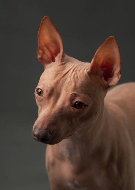 Bir Amerikan Kılsız Teriyer köpeği dikkatle bakar, tüysüz ve canlı kulakları koyu arkaplana vurgulanmıştır. Stüdyoda hayvan 