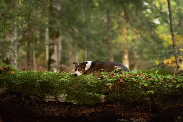 Alert Dog in Forest, A vigilant mixbreed stands in the woods, surveying its surroundings with keen interest.