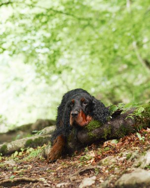 Gordon Setter bir orman zemininde dinleniyor, doğada huzur. Kral köpeği bir kütüğün yanında uzanır, yeşillikle harmanlanır..