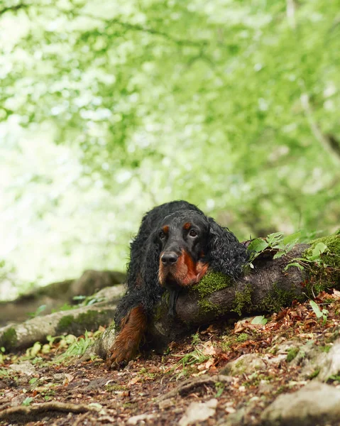 Gordon Setter resting on a forest floor, tranquility in nature. The regal dog lies beside a log, blending with the greenery.