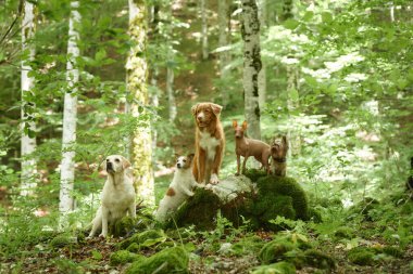 Aralarında Nova Scotia Duck Tolling Retriever, Jack Russell Terrier, American Hairless Terrier ve Yorkshire Terrier 'in de bulunduğu bir grup köpek yemyeşil ormanda poz veriyor.. 