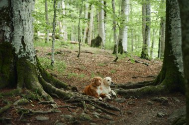 İki köpek, bir Nova Scotia Duck Tolling Retriever ve bir Jack Russell Terrier, ormanda dinleniyorlar. Ağaçlarla çevrili olarak, doğada bir arkadaşlık ve sükunet duygusu yayarlar.