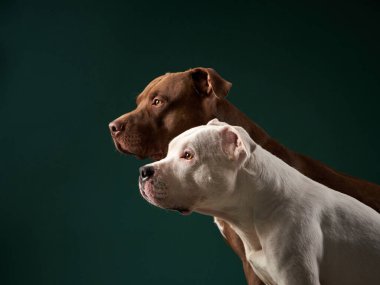 İki Amerikan Staffordshire Teriyeri uyum içinde, bir kontrast çalışması. Bu özenli köpeklerin zengin kahverengi ve saf beyaz önlükleri stüdyo ışığında parlıyor..