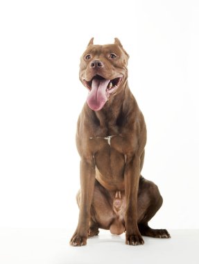 Mutlu Amerikan Pitbull Terrier köpeği, mutlu stüdyo anı. Parlak kahverengi paltosu ve neşeli tavırları çok iç açıcı.