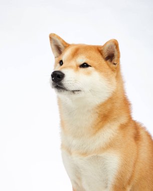 Gülümseyen Mutlu Shiba Inu köpeği, stüdyo çekimi. Bu sevimli köpekler neşe ve pofuduk palto çok iç açıcı.