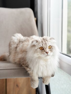 Yumuşak bir İskoç kedisi sandalyeye uzanır, geniş gözleri dağ manzaralı bir pencereden dışarı bakar. Bu kapalı mekan sahnesi kedileri yakalıyor sakin tavırlar ve lüks kürkler.