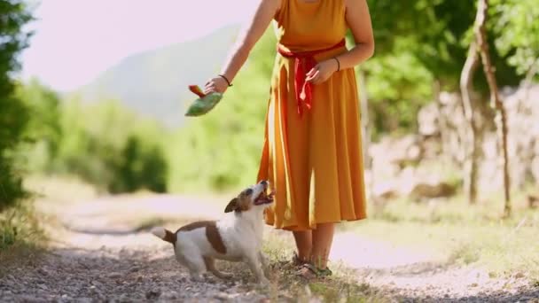 Radostný Jack Russell Teriér Čeká Dárek Ženy Sluncem Zalité Venkovní — Stock video