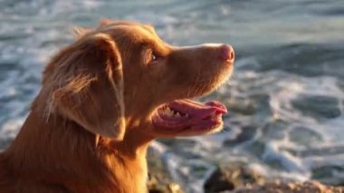 Nova Scotia Duck Tolling Retriever deniz kenarında günbatımının tadını çıkarıyor. Köpeğe altın ışık vurgu yapar, neşeyi yansıtır..
