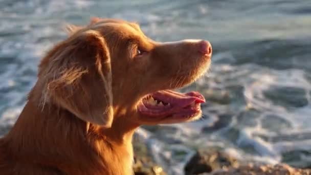 Новая Шотландия Дак Толлинг Ретривер Наслаждается Закатом Море Собака Выделяется — стоковое видео