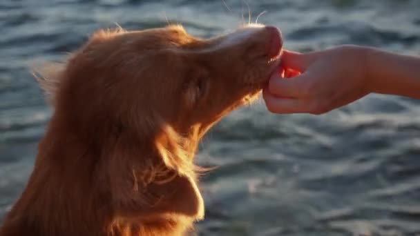 男としてのテンダーの瞬間は 犬を養う 相互信頼は明白です 海に背を向けて 若い手は注意深いノバスコシアダックトローリングレトリーバーに治療を提供しています — ストック動画