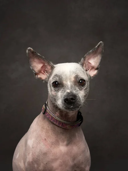 An attentive hairless dog with large ears looks off camera, showcased in a studio setting