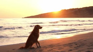 Nova Scotia Duck Tolling Retriever günbatımında kumsalda dolaşmayı sever. Solan güneşe karşı silueti olan köpek, deniz kenarındaki huzurlu mutluluğu somutlaştırır.