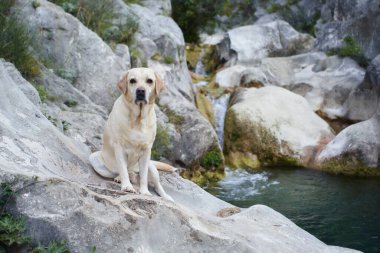 Nehirde bir taşın üzerindeki köpek. Üzgün labrador av köpeği suyun yanında, doğada.