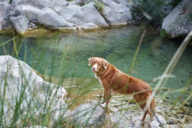 Köpek bir taşın üzerinde duruyor ve doğaya bakıyor. Nova Scotia Ördek Avcısı yürüyüşe çıktı.