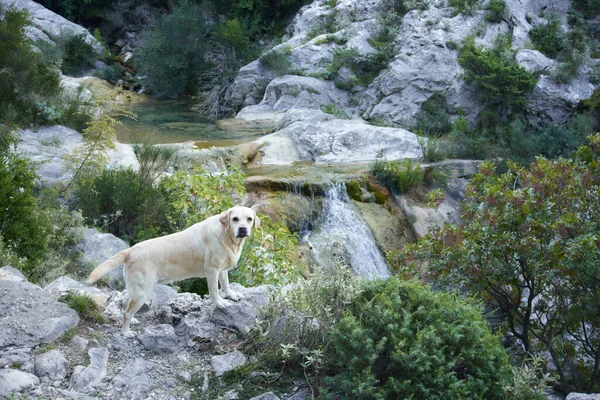 Psa Kameni Řeky Smutný Fawn Labrador Retrívr Přírodě Vody — Stock fotografie