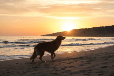 Nova Scotia Duck Tolling Retriever günbatımında kumsalda dolaşmayı sever. Solan güneşe karşı silueti olan köpek, deniz kenarındaki huzurlu mutluluğu somutlaştırır.