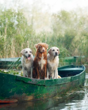 Labrador ve Nova Scotia Duck Tolling Retriever bir nehir yolculuğuna çıkıyorlar. Gölde üç köpek. 