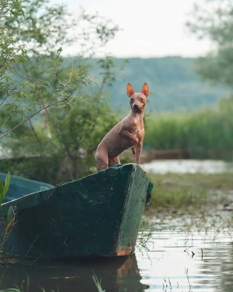 An American Hairless Terrier stands watchful in a canoe. Little dog on boat