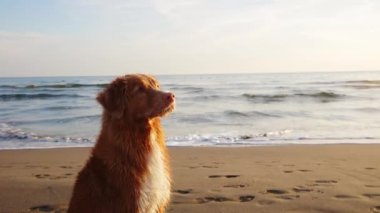 Dalgalı Nova Scotia Duck Tolling köpek kumsalda, dalgalar fısıldıyor. Evcil hayvan bakışı denize doğru sessiz bir yansımadan bahsediyor.