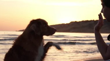Bir Nova Scotia Duck Tolling Retriever gün batımında beşlik çakar. Bu plaj sahnesi, insan ve köpek arasındaki özel bir bağı yakalıyor.