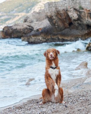 Dengeli bir Nova Scotia Duck Tolling Retriever çakıl taşı plajında oturur. Köpekler dinamik deniz manzarasına karşı tetikte.