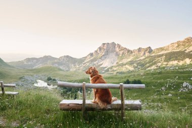 Bir Nova Scotia Duck Tolling Retriever, dağ genişliğini düşünerek bir bankta tünemektedir. Köpeklerin bakışları, izlediği dağlık ufuk kadar geniştir. 