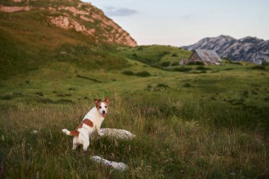 Bir Jack Russell Terrier köpeği, dağlık bir çayırda, uzaktaki bir kır kulübesinde tetikte bekliyor. Dengeli köpek, açık havada keşfin ve maceranın resmidir.